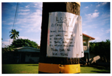 grey kitty, hanalei